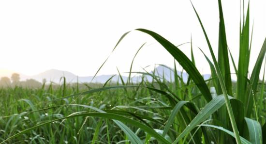 Sugarcane production crippled by dry weather